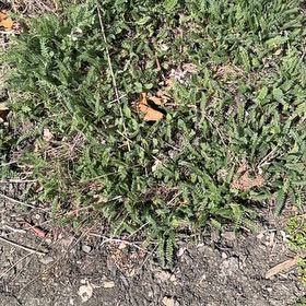 Photo of the plant species Boreal Yarrow by @EarlyVaseyoak60 named Huckleberry Fern on Greg, the plant care app