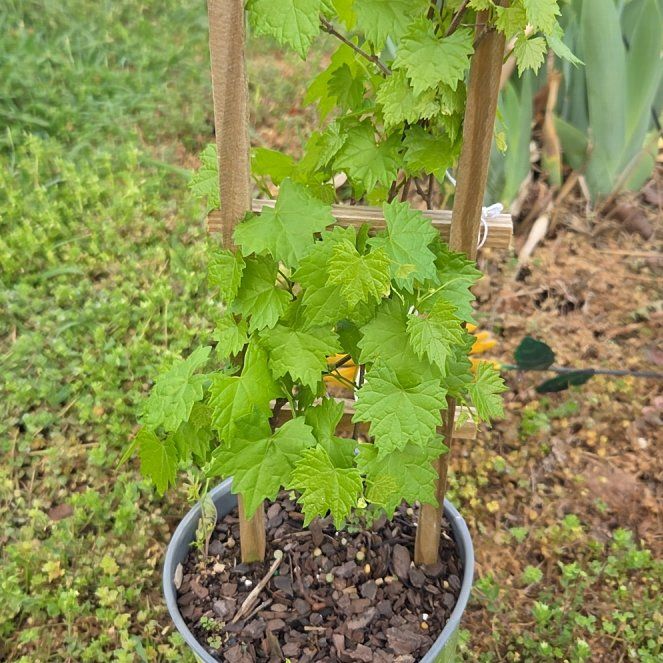 Photo of the plant species Muscadine Grape by @WillPilea45 named Sanders on Greg, the plant care app