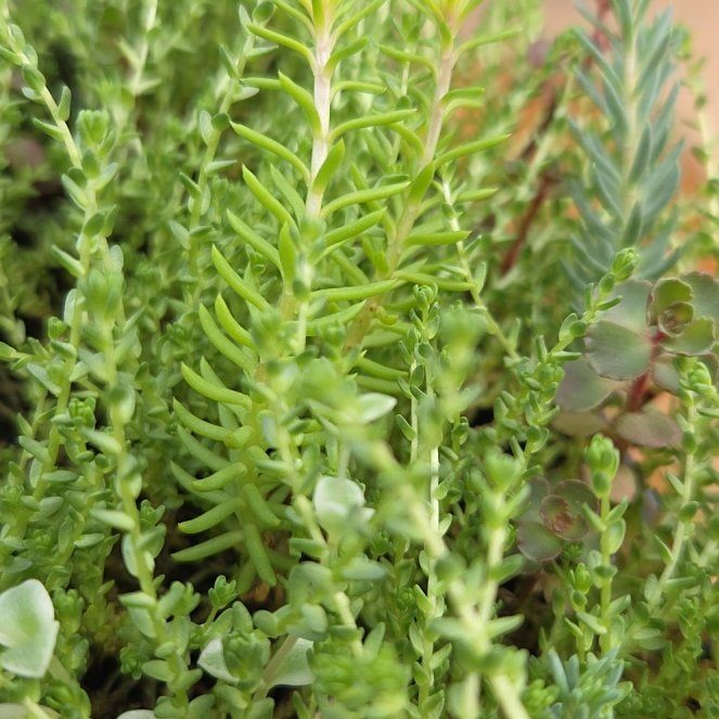 Photo of the plant species Tasteless Stonecrop by @WillPilea45 named Rainier on Greg, the plant care app