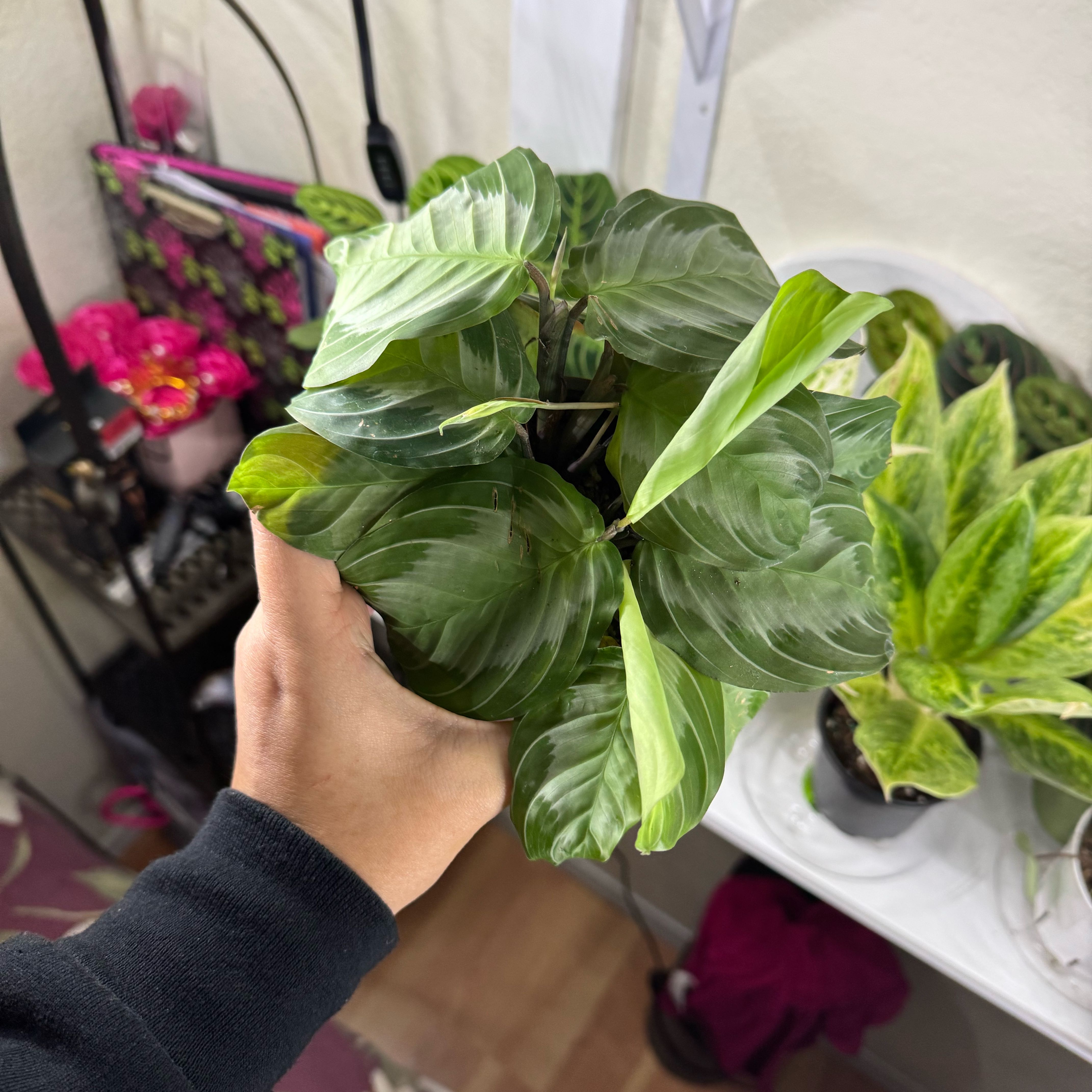 Photo of the plant species Maranta 'Silver Band' by @FabHoyajade68 named Terra on Greg, the plant care app