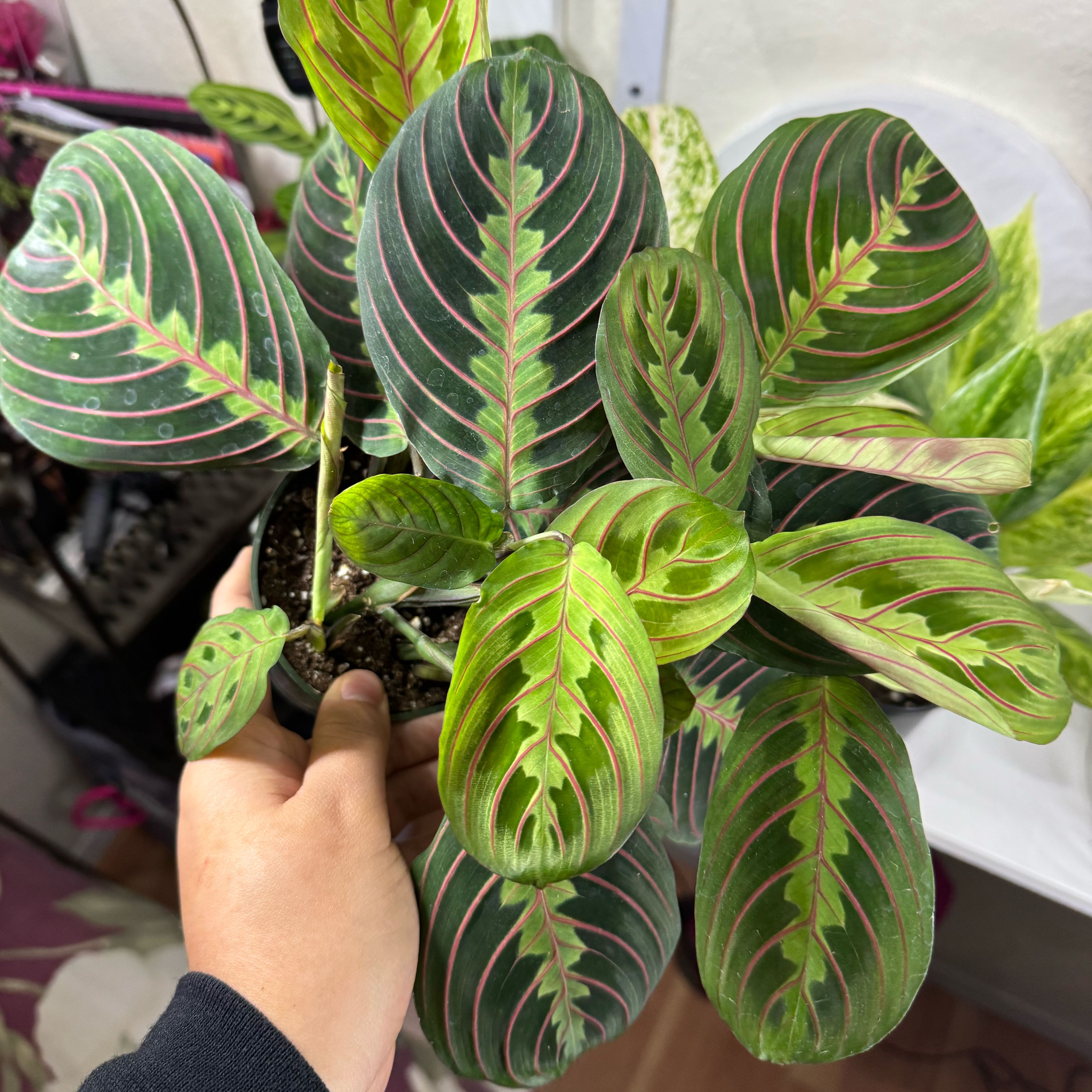 Photo of the plant species red prayer plant by @FabHoyajade68 named rosie on Greg, the plant care app