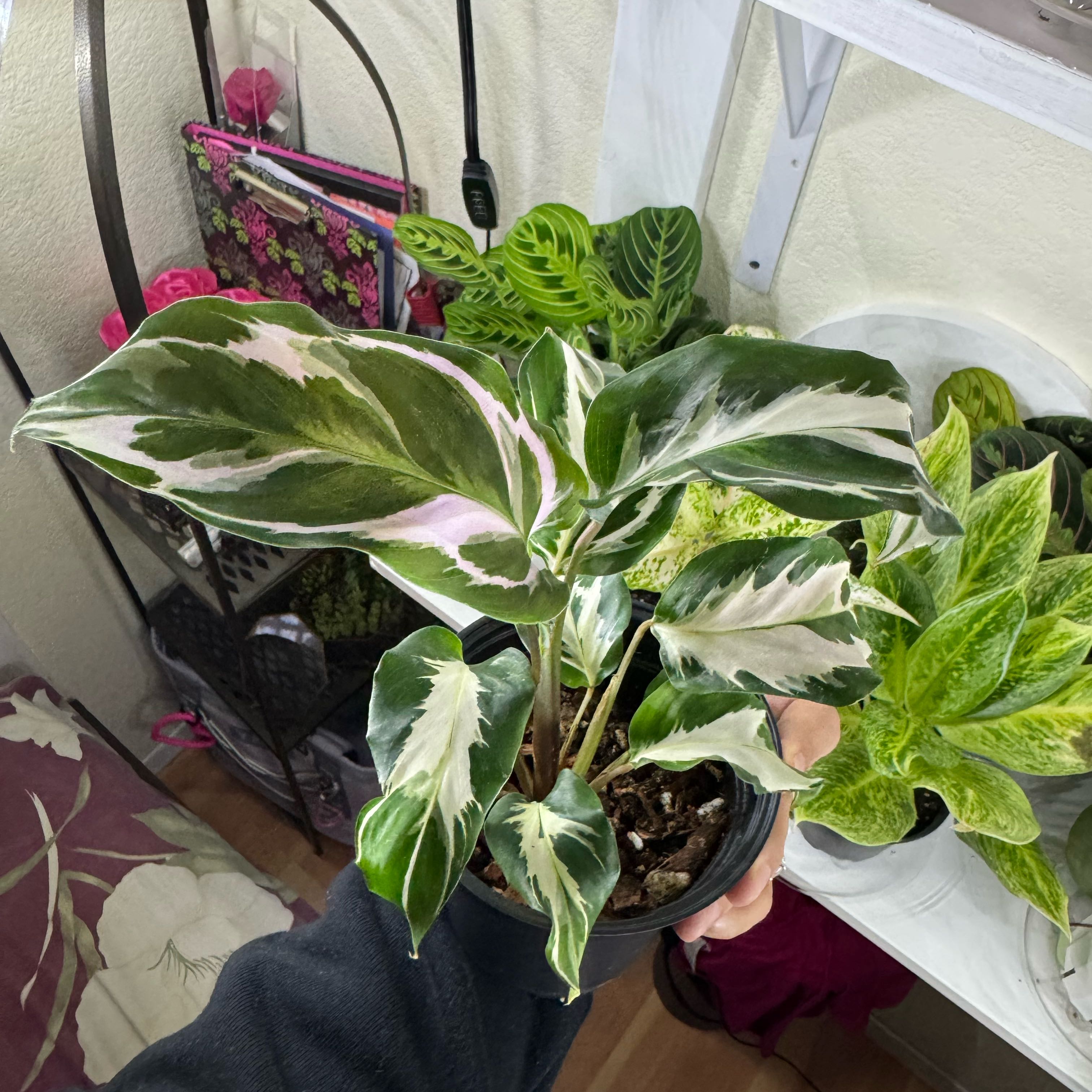 Photo of the plant species Calathea Stella by @FabHoyajade68 named Stella on Greg, the plant care app