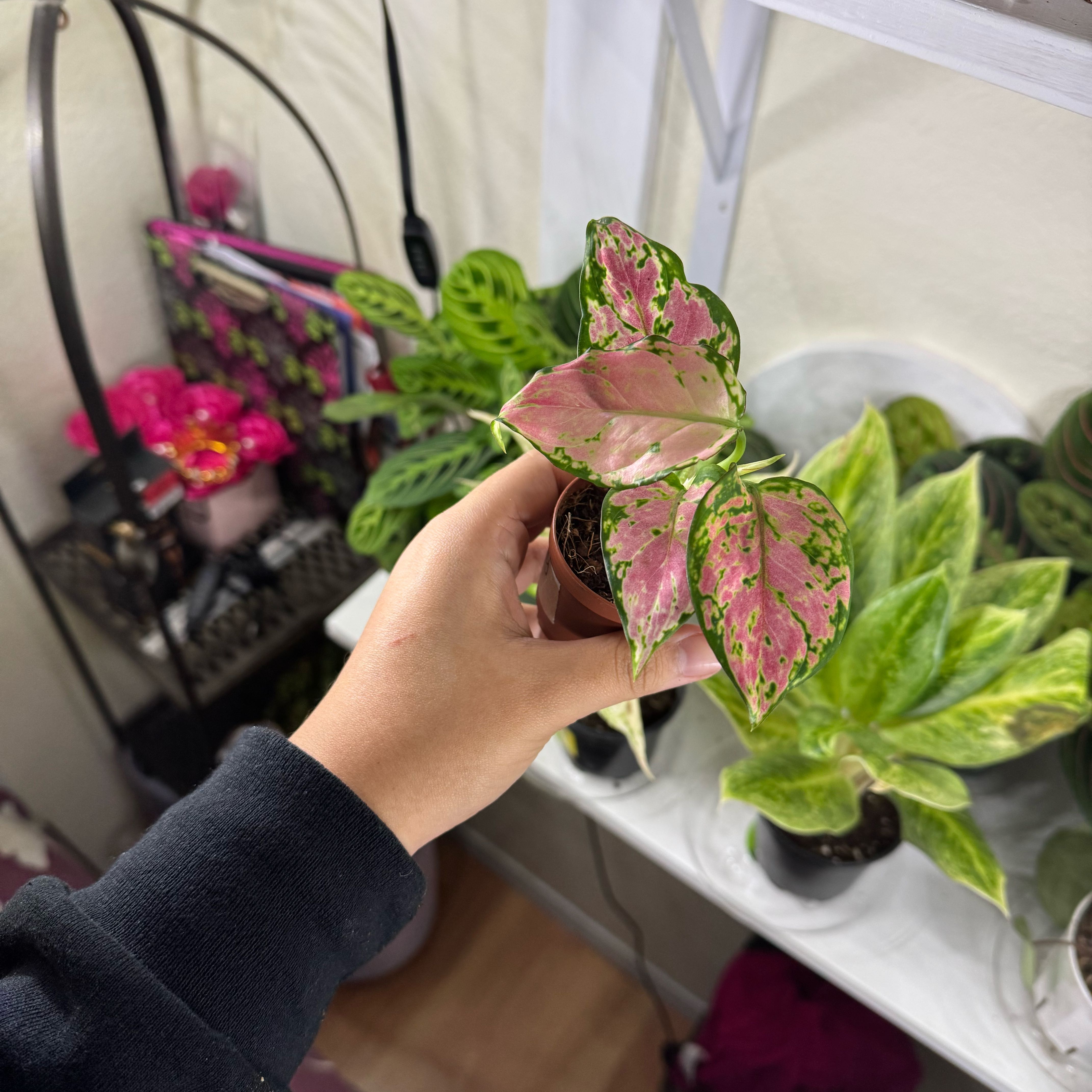 Photo of the plant species Chinese Evergreen by @FabHoyajade68 named Bella on Greg, the plant care app