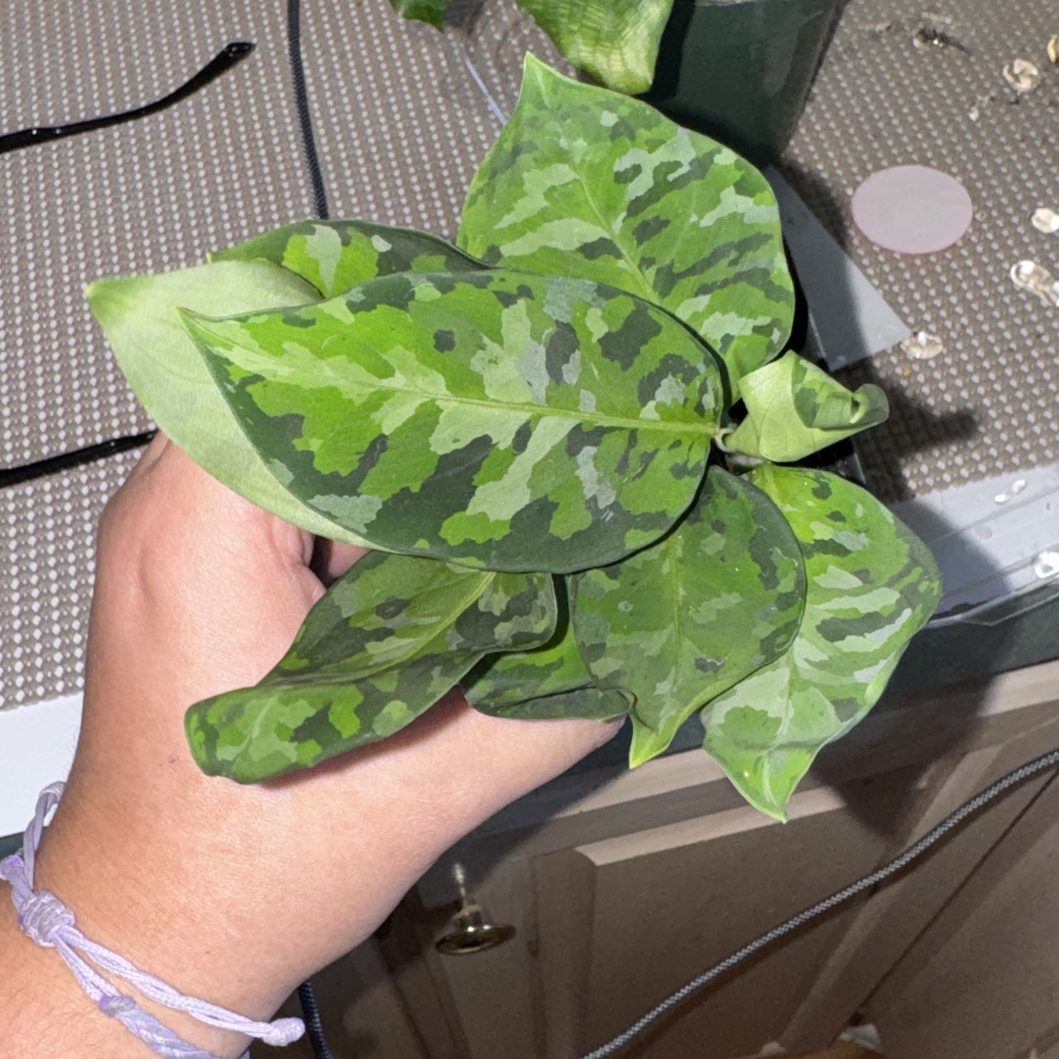 Photo of the plant species Anglaonema Tricolor by @FabHoyajade68 named quinn on Greg, the plant care app