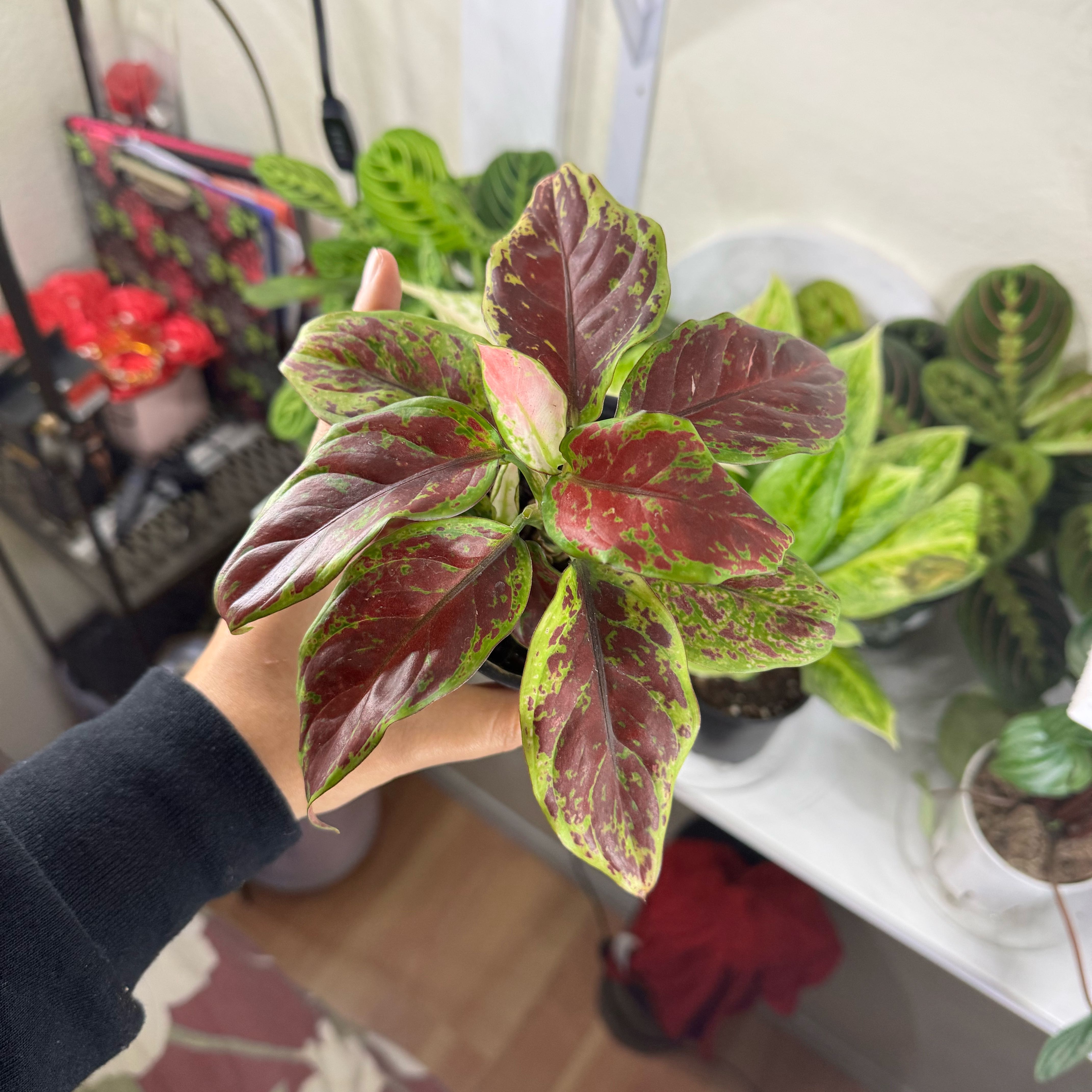Photo of the plant species Anglaonema Black Maroon by @FabHoyajade68 named dena on Greg, the plant care app