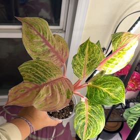 Photo of the plant species Chinese Evergreen Hot Pink Valentine Wishes by @FabHoyajade68 named glenda on Greg, the plant care app