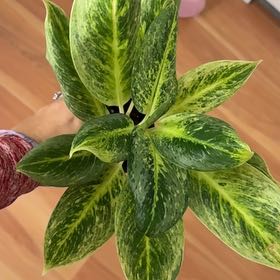 Photo of the plant species Chinese Evergreen 'Golden Madonna' by @FabHoyajade68 named bri on Greg, the plant care app