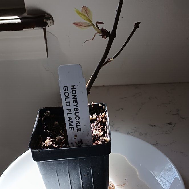 Photo of the plant species Goldflame Honeysuckle by @LuckyCowbane53 named Messi on Greg, the plant care app