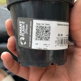 Photo of the plant species Goat's Horn Cactus by @DurableTanekaha named Forrest on Greg, the plant care app