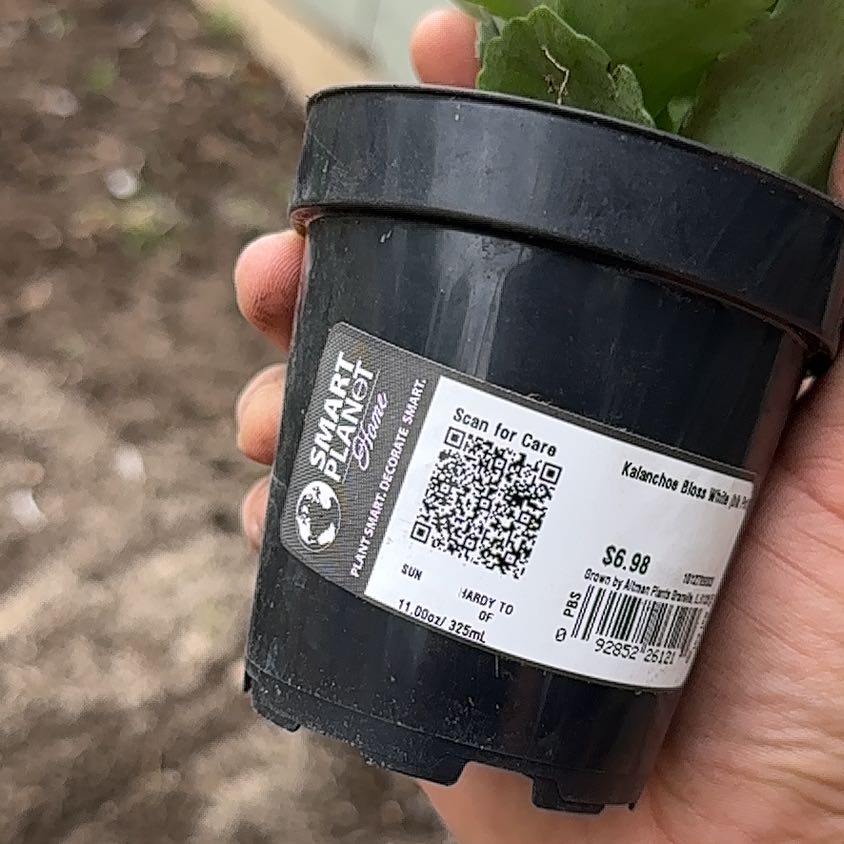 Photo of the plant species Common Iceplant by @DurableTanekaha named Curie on Greg, the plant care app