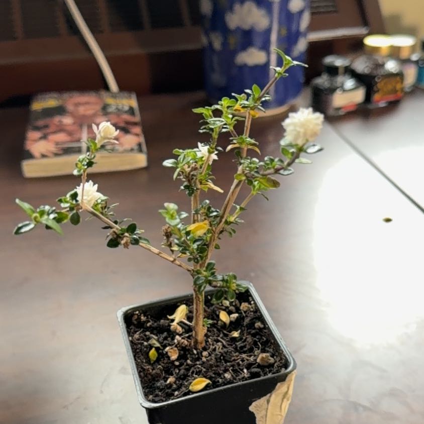 Photo of the plant species Snowrose by @PetiteRamsons60 named Augustine on Greg, the plant care app