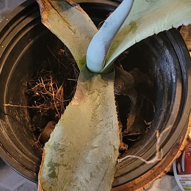 Photo of the plant species Aglaonema 'Sparkling Sarah' by @LoyallyKanono73 named Wall-E on Greg, the plant care app