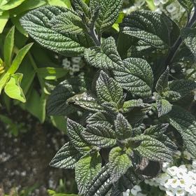 Photo of the plant species Wrinkled Viburnum by @GleamingMahoe29 named Rihanna on Greg, the plant care app