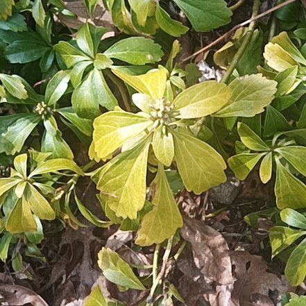 Photo of the plant species Japanese Spurge by @YardGalega81 named Demi on Greg, the plant care app