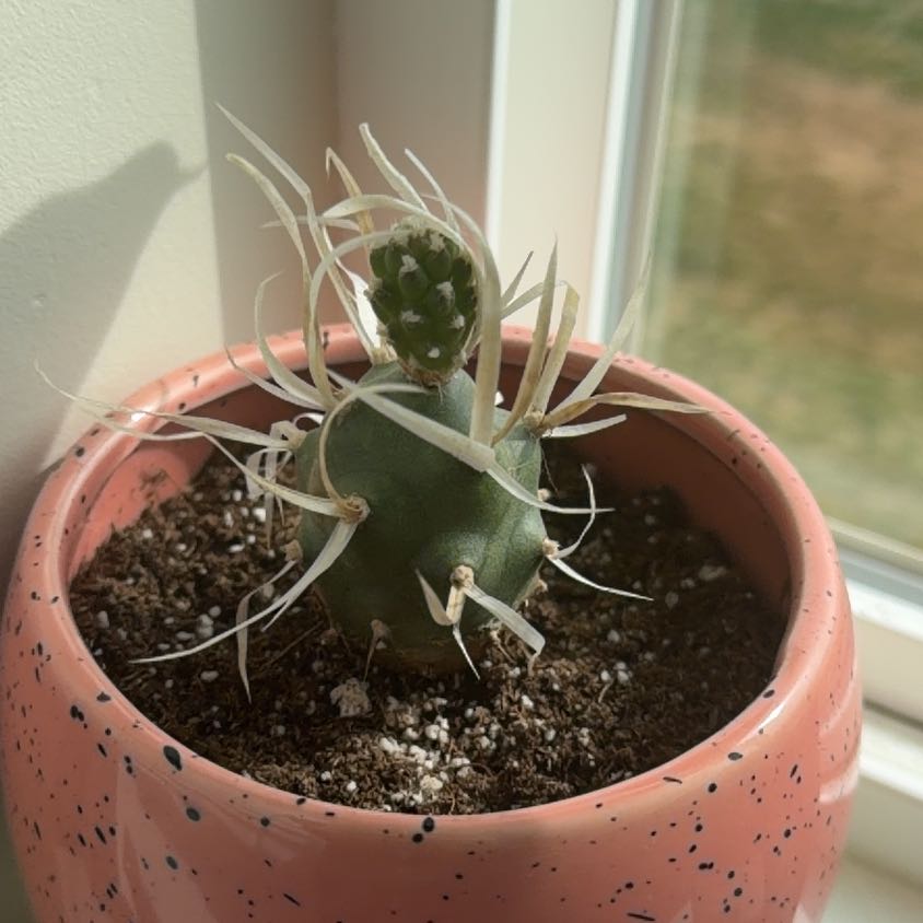 Photo of the plant species Paper Spine Cactus by @GaietyRye86 named Terra on Greg, the plant care app