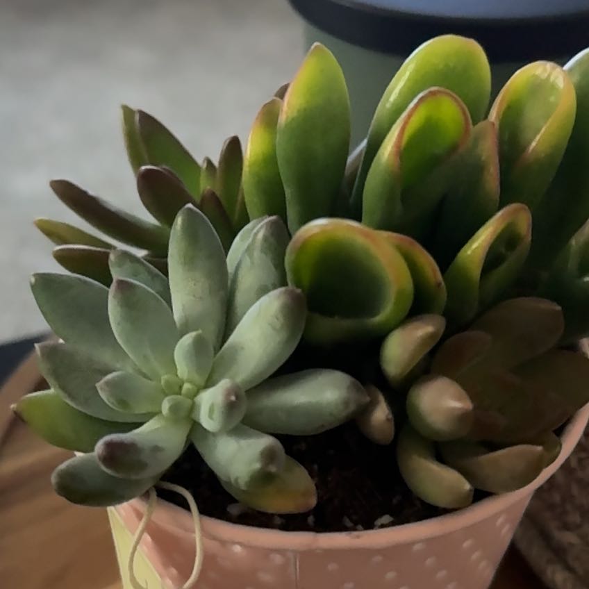 Photo of the plant species succulent by @BrotherRedwood9 named Rainier on Greg, the plant care app