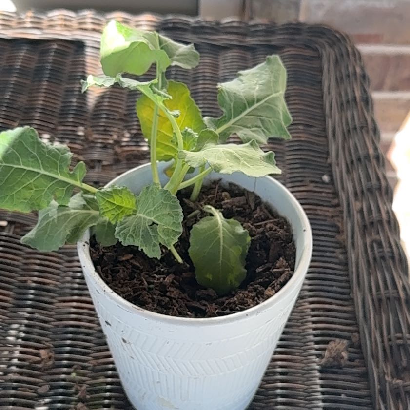 Photo of the plant species Aspabroc Baby Broccoli by @TrustyTievine31 named Sage on Greg, the plant care app