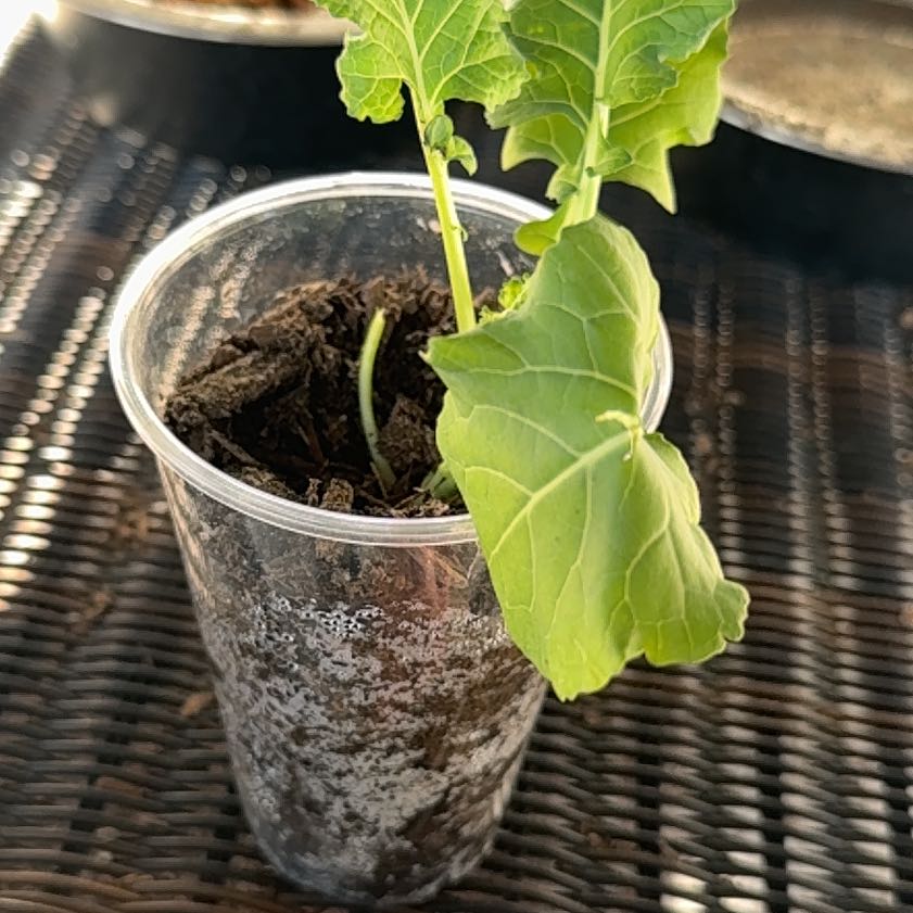Photo of the plant species Aspabroc Baby Broccoli by @TrustyTievine31 named Sherlock on Greg, the plant care app