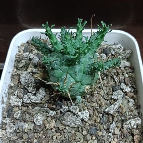 Photo of the plant species Euphorbia decepta subsp. decepta by @SwiftChisme70 named Orwell on Greg, the plant care app