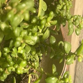 Photo of the plant species Oregon Stonecrop by @menta named Astoria on Greg, the plant care app