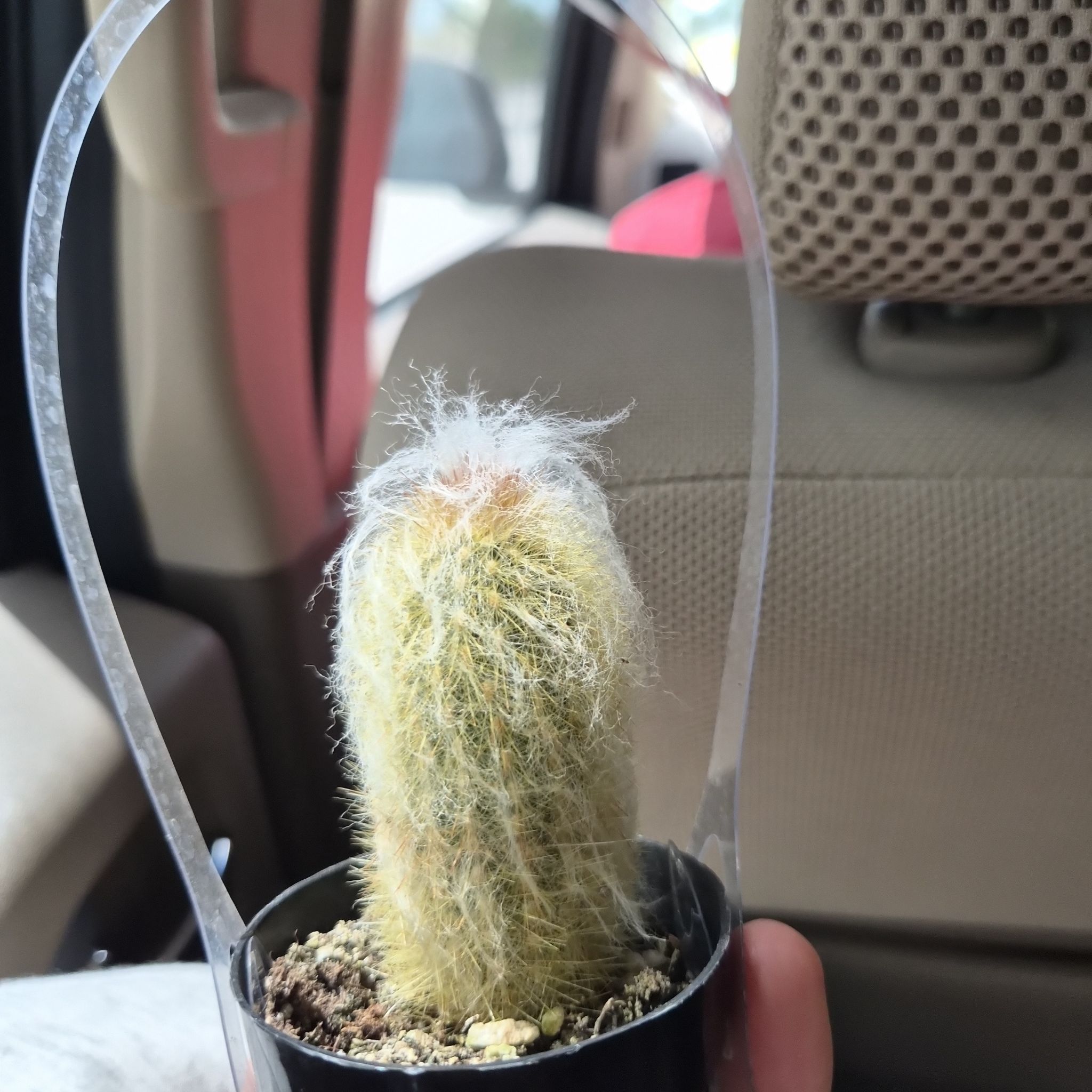 Photo of the plant species Peruvian Old Man Cactus by @CouchPotato703 named Anita on Greg, the plant care app