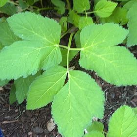Photo of the plant species Bishop's Goutweed by @ManyAlbo12 named Madonna on Greg, the plant care app