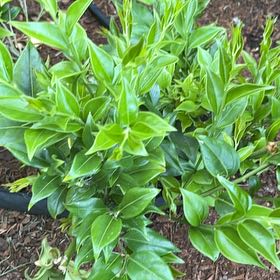 Photo of the plant species Chinese Holly by @ManyAlbo12 named Bigleef Smalls on Greg, the plant care app