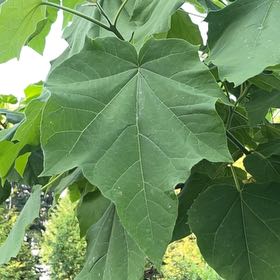 Photo of the plant species Empress Tree by @ManyAlbo12 named Keanu Leaves on Greg, the plant care app