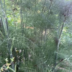 Photo of the plant species Common Fennel by @ManyAlbo12 named Peter Parker on Greg, the plant care app