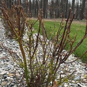 Photo of the plant species Chrysojasminum fruticans by @SassyRufflejade named Captain Plant-it on Greg, the plant care app