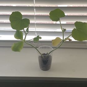 Photo of the plant species Pumpkin by @ClassicCapeweed named Jack on Greg, the plant care app
