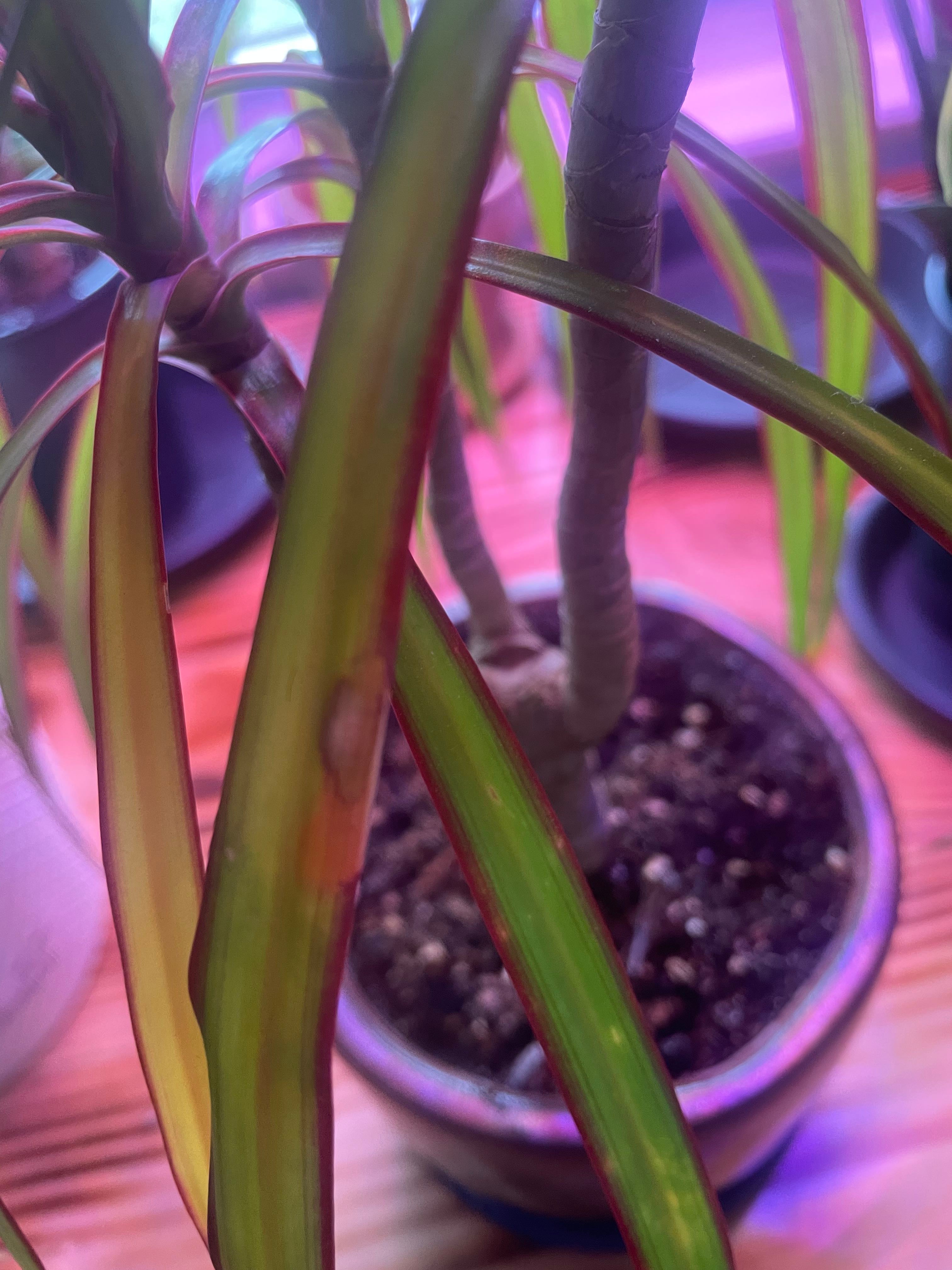 Why Are There Brown Spots on My Madagascar Dragon Tree?