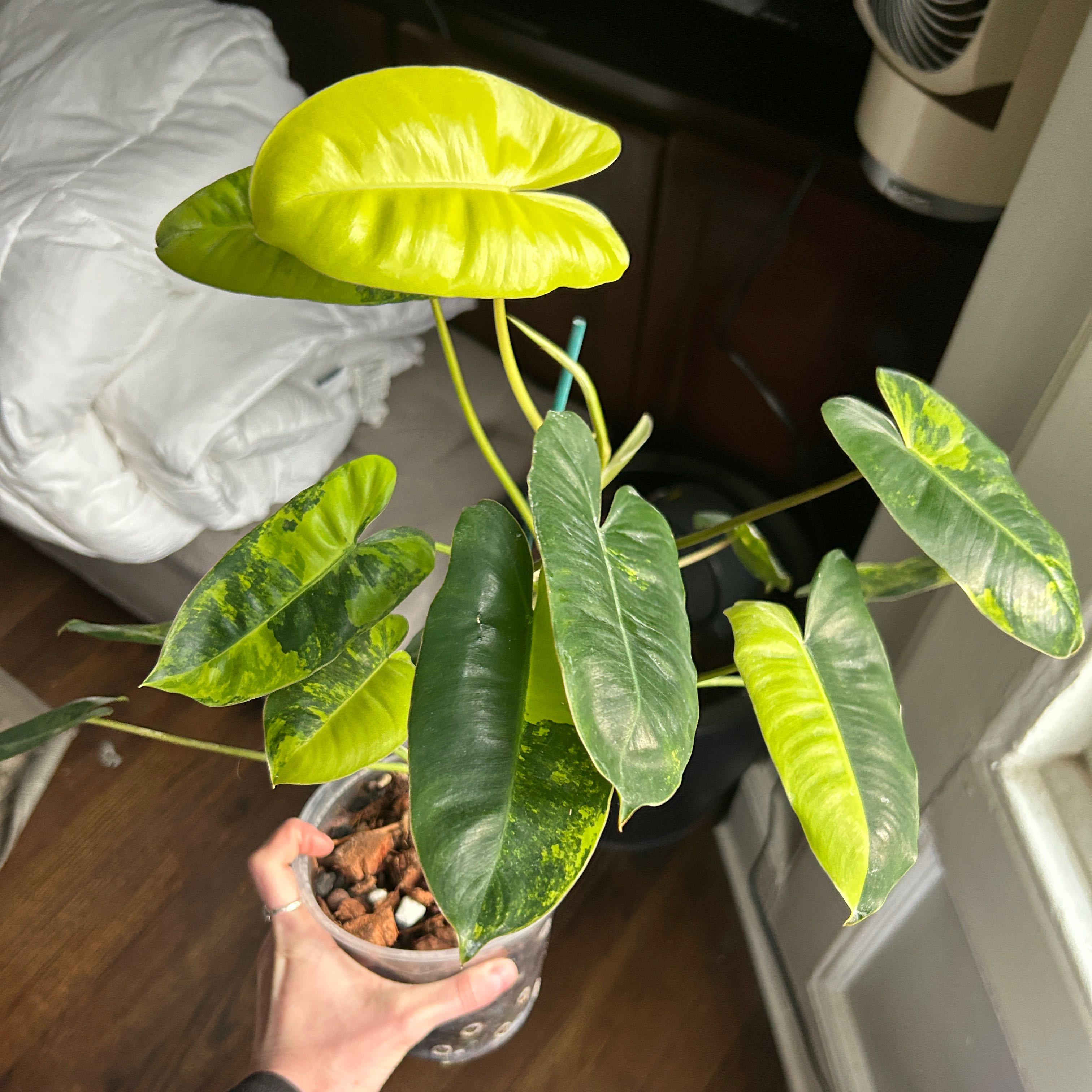 Photo of the plant species Philodendron Burle Marx by @iloveplant named Phyllis on Greg, the plant care app