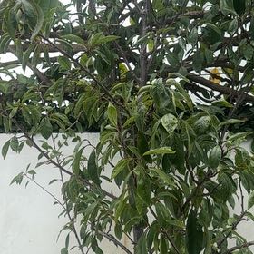 Photo of the plant species Japanese Medlar by @ZealRedclaws11 named Naomi on Greg, the plant care app