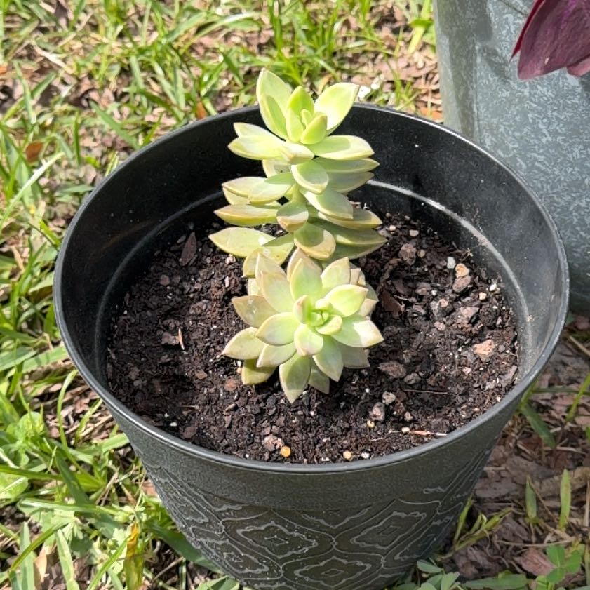 Photo of the plant species Graptopetalum paraguayense 'Jester' by @Lyssabby named Captain Plant-it on Greg, the plant care app
