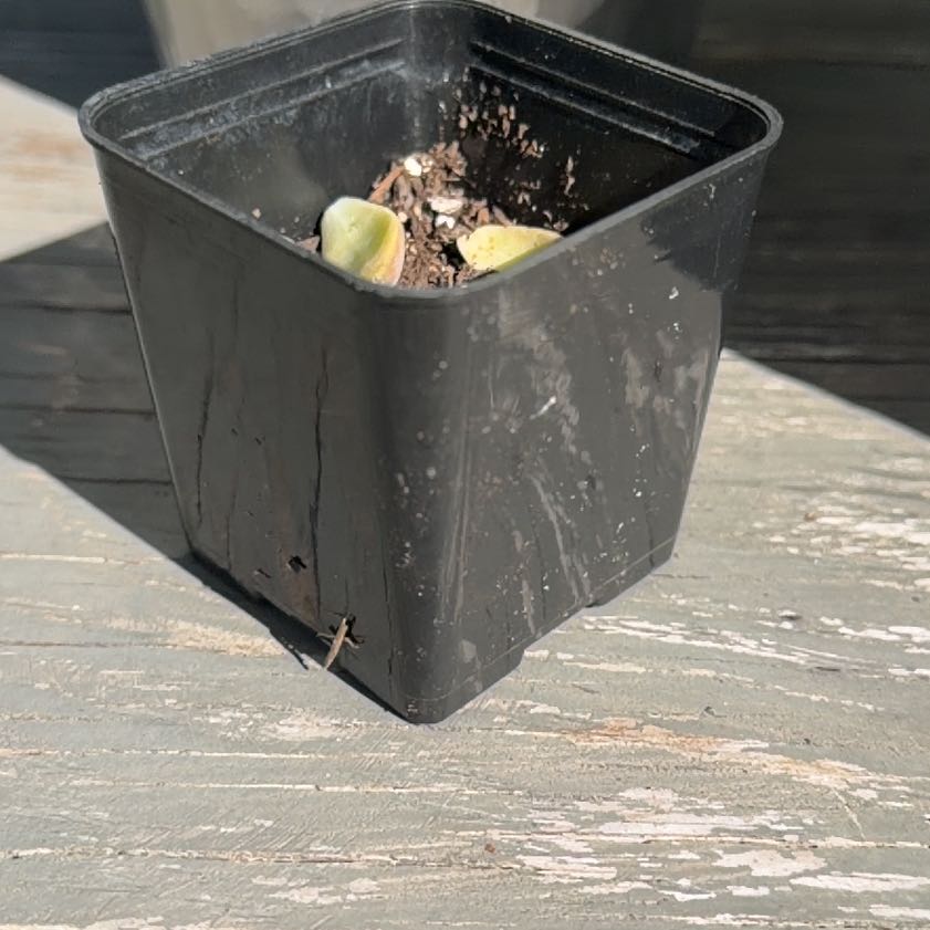 Photo of the plant species Graptoletalum Varigated by @Lyssabby named Tree Diddy on Greg, the plant care app
