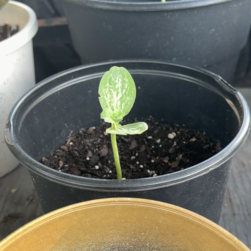 Photo of the plant species Bush Sugar Baby Watermelon by @Lyssabby named Kobe on Greg, the plant care app
