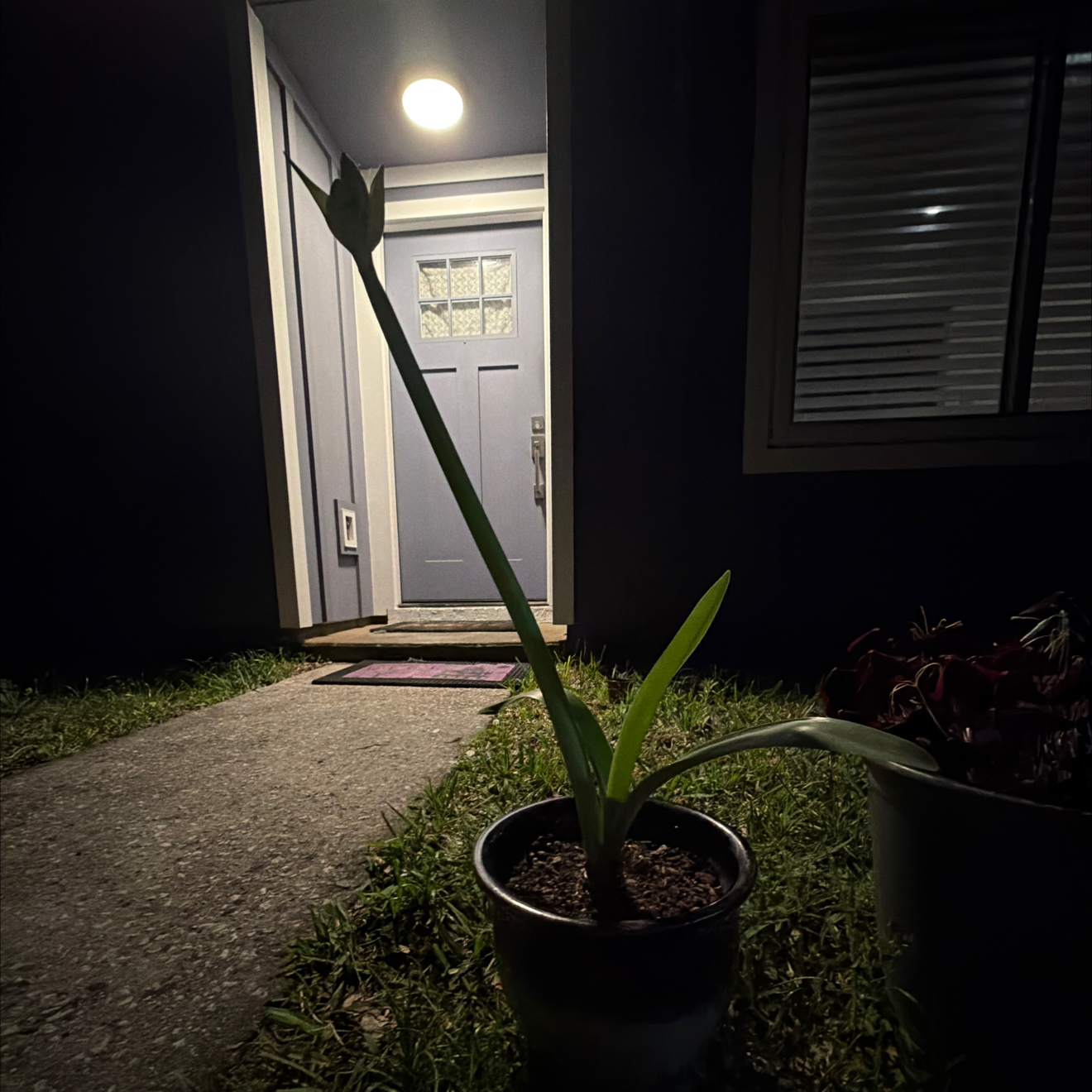 Photo of the plant species Rose Amaryllis by @Lyssabby named Bella on Greg, the plant care app