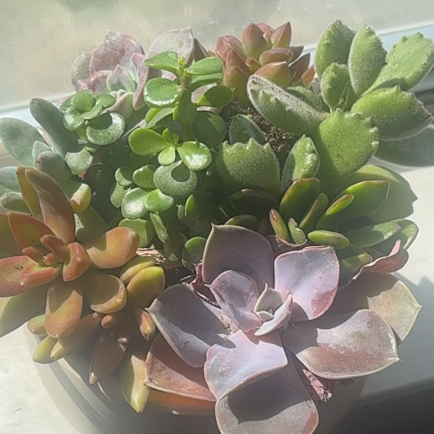 Photo of the plant species Succulent Garden by @SweetKanono71 named Leonardo on Greg, the plant care app