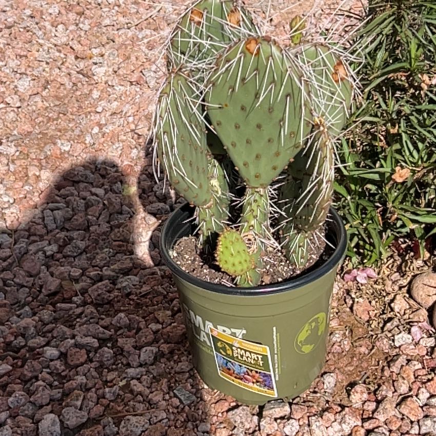 Photo of the plant species Brownspine Prickly Pear by @ChirpyChisme54 named Lulu on Greg, the plant care app