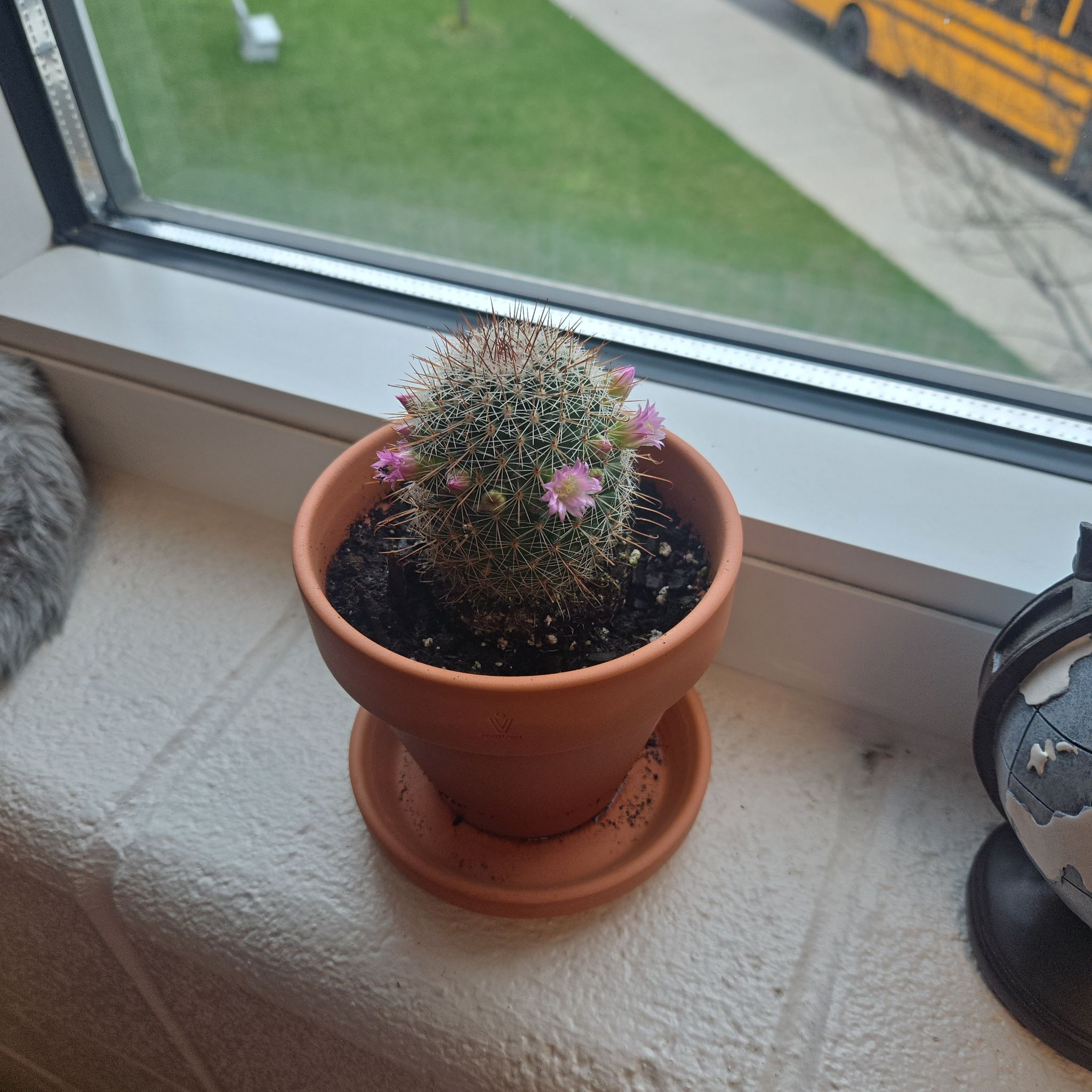 Photo of the plant species Mammillaria spinosissma f. rubrispina by @ZealPinklaui84 named Alana on Greg, the plant care app