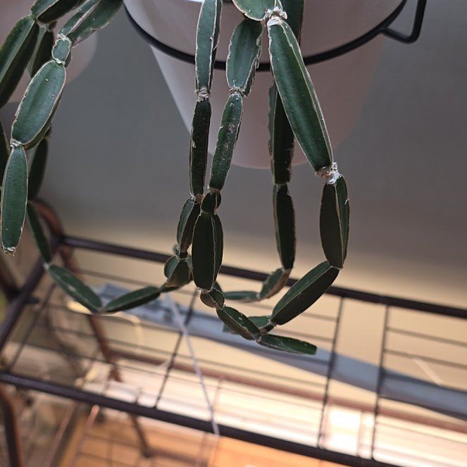 Photo of the plant species Adamant Creeper by @StirringPilea named Diana on Greg, the plant care app