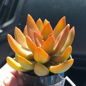 Photo of the plant species Sedum adolphi 'Sunset' by @SavantDuranta31 named Xena on Greg, the plant care app