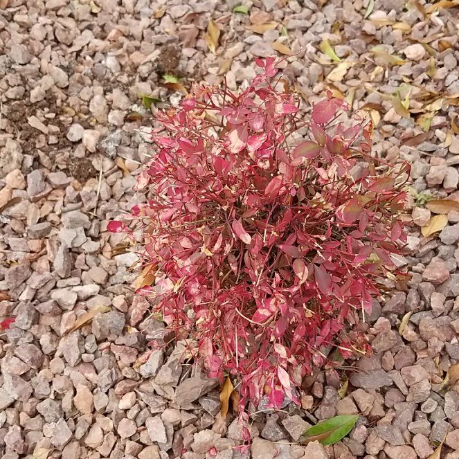 Photo of the plant species Valeriana rubra by @VipChainfern32 named Elina on Greg, the plant care app