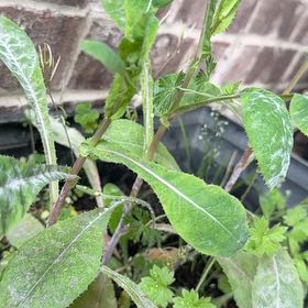 Photo of the plant species Bristly Oxtongue by @FestiveKoa74 named Osmo on Greg, the plant care app