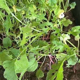 Photo of the plant species Wild Radish by @FestiveKoa74 named Achilles on Greg, the plant care app