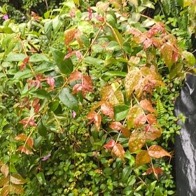 Photo of the plant species Surinam Cherry by @IconCowvine44 named Dolores on Greg, the plant care app