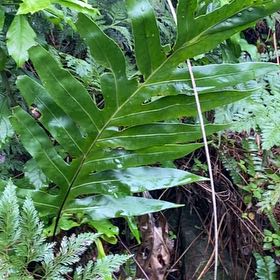 Photo of the plant species Monarch Fern by @IconCowvine44 named Treeyoncé on Greg, the plant care app