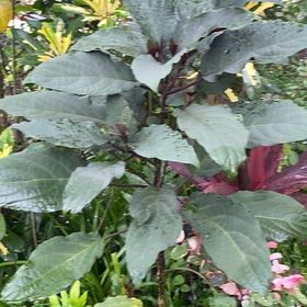 Photo of the plant species Philippine Glorybower by @IconCowvine44 named Mando on Greg, the plant care app