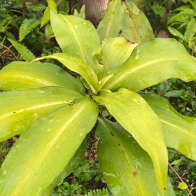Photo of the plant species Blue Ginger by @IconCowvine44 named Leonardo on Greg, the plant care app